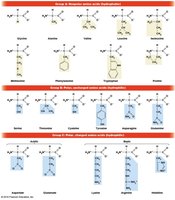 Chemical formulas of all twenty amino acids