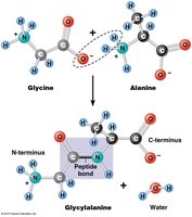 Ball-and-stick model of peptide formation