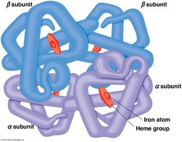 Structure of hemoglobin tetramer