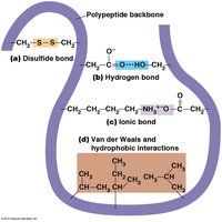 Types of bonds and interactions in protein folding