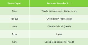 Table of sense organs and their receptor sensitivities