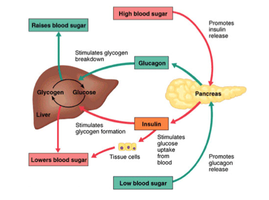 Diagram of insulin and glucagon regulation of blood sugar
