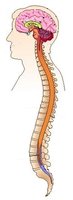 Diagram of the human brain and spinal cord