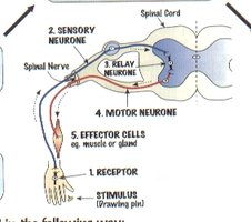 Diagram of a reflex arc showing sensory, relay, and motor neurones