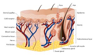 Cross-section of skin showing sweat glands and blood vessels