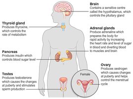 Diagram of endocrine glands and their functions