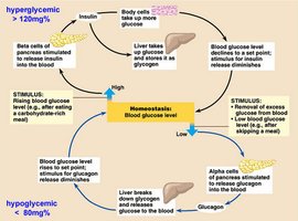 Diagram of blood glucose regulation and homeostasis