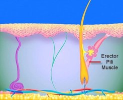 Diagram of erector pili muscle and hair