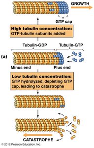 Microtubule growth and catastrophe