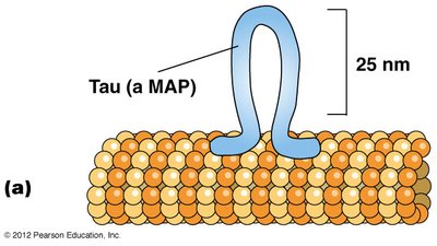 Tau MAP binding to microtubule