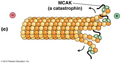 MCAK, a catastrophin, promoting microtubule depolymerization