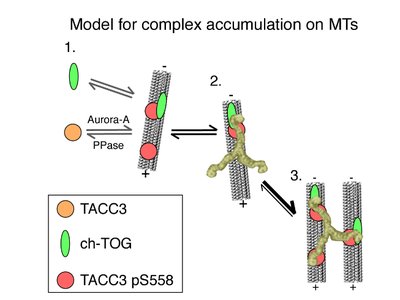 Model for complex accumulation on microtubules