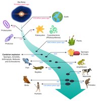 Timeline of major evolutionary events from the Big Bang to humans