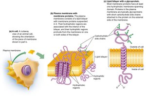 Plasma membrane with membrane proteins