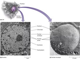 Structure of the nucleus and nuclear envelope