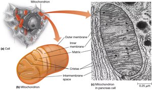 Mitochondria and mitochondrial DNA