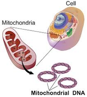Map of human mitochondrial DNA