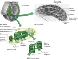 Structure of chloroplasts