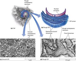 Structure of the endoplasmic reticulum