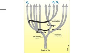 Phylogenetic tree of the three domains of life
