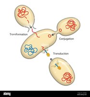 Mechanisms of genetic recombination in bacteria