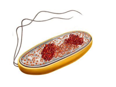 Prokaryotic cell structure