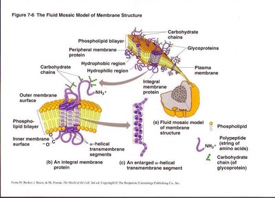 Fluid mosaic model of membrane structure