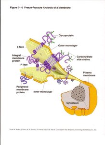 Freeze-fracture analysis steps