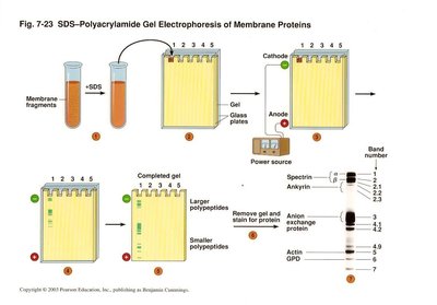 SDS-PAGE of membrane proteins