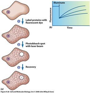 Laser bleaching experiment