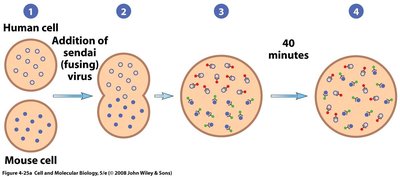 Membrane hybridization experiment