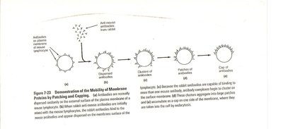 Patching and capping experiment