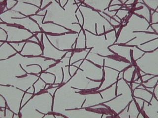 Bacilli bacteria
