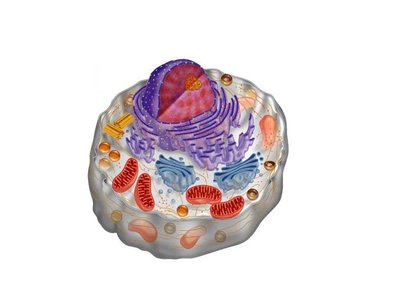 Generalized animal cell