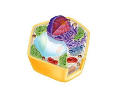 Generalized plant cell