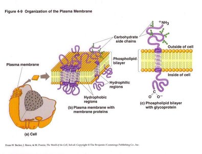 Organization of the plasma membrane