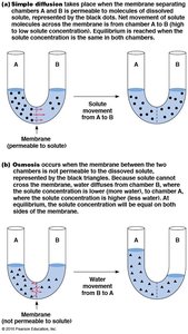Simple diffusion and osmosis diagrams