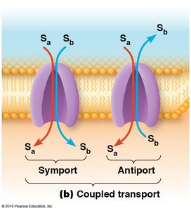 Coupled transport: symport and antiport