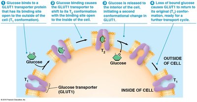 Transport by GLUT1 (uniport)