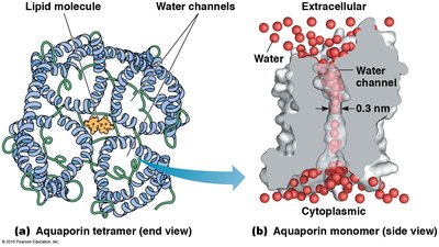 Aquaporin structure