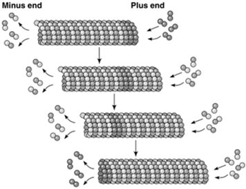 Treadmilling of microtubules