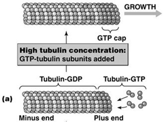 GTP cap and microtubule growth
