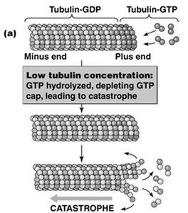 Loss of GTP cap and microtubule catastrophe