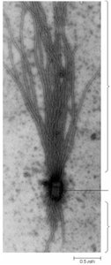 Microtubules growing from a basal body (MTOC)