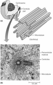 Centrosome structure and microtubule nucleation