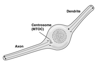 Tau protein binding to microtubule