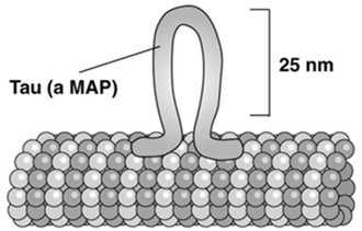 Effects of Tau overexpression on cell morphology