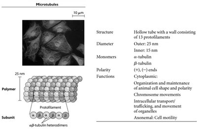 Microtubule structure, properties, and functions