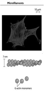 Microfilament structure and G-actin monomers