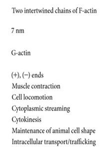 Microfilament properties and functions